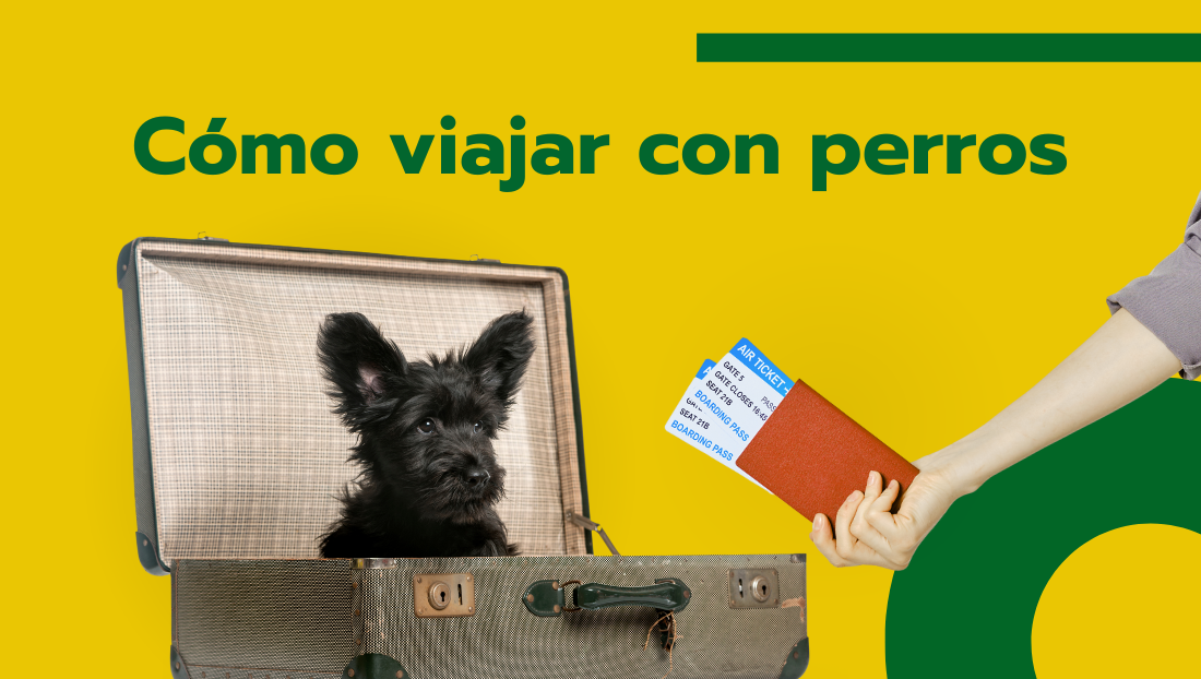 Blog veterinaria Covaresa post cómo viajar con perros