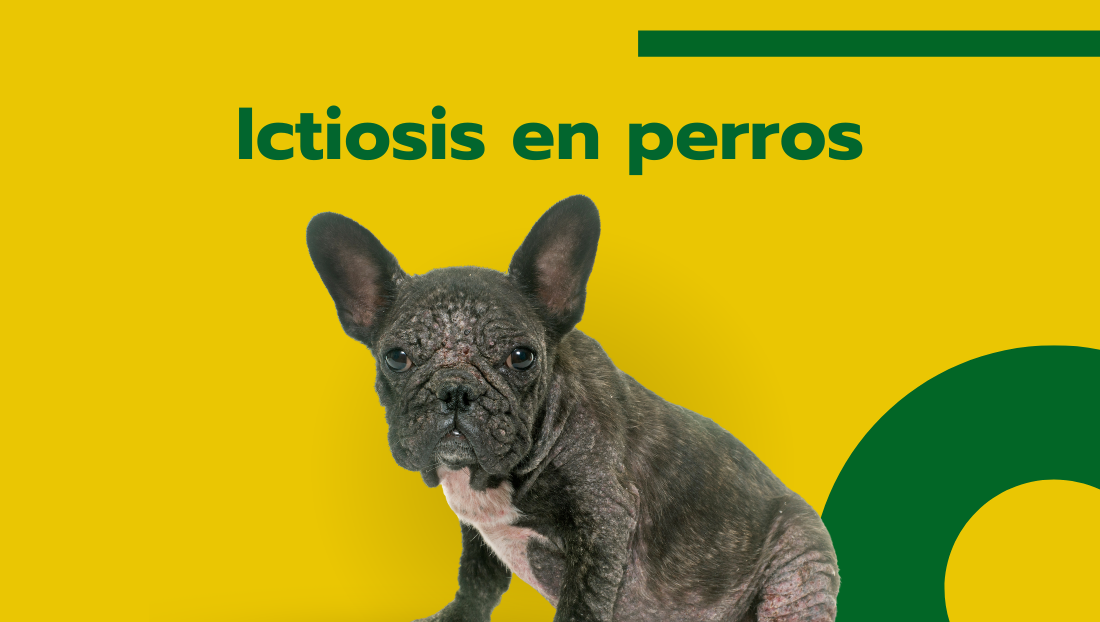 Blog veterinaria Covaresa post ictiosis en perros