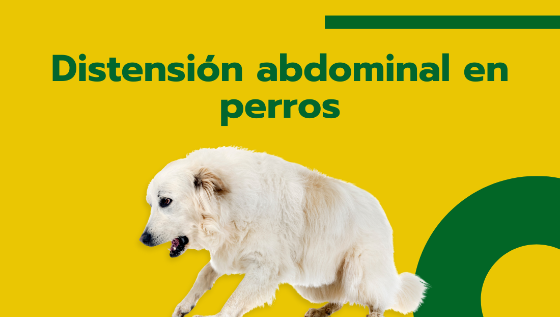 Veterinaria Covaresa post distensión abdominal en perros